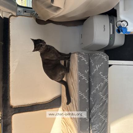 Photo 1/1 Grisou Chat lost in Valreas