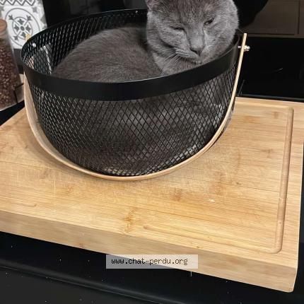 Photo 1/1 Titi Chat lost in L isle d abeau