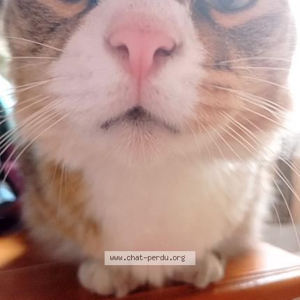 Photo 1/1 Light Chat lost in Daux