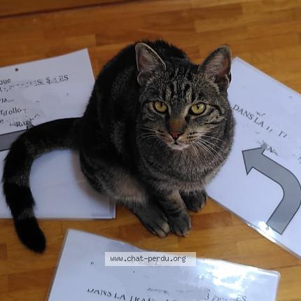 Foto 1/1 Kat teruggevonden Vermist in Bruxelles