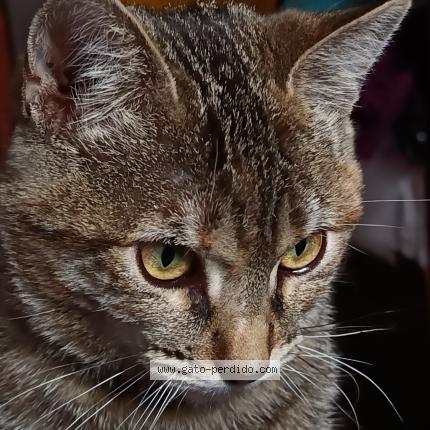 Photo 1/1 Panqué Chat lost in Cusco