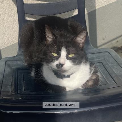 Photo 1/2 Mimisse Chat lost in Cugnaux