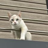 Picture of cat lost at Saint Jean La Poterie