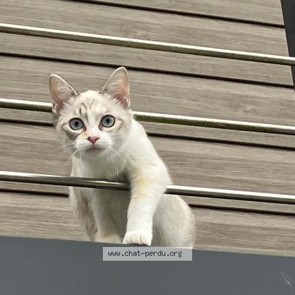 Photo 1/1 Pixie Chat lost in Saint jean la poterie