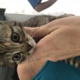 Picture of cat found at Saintes