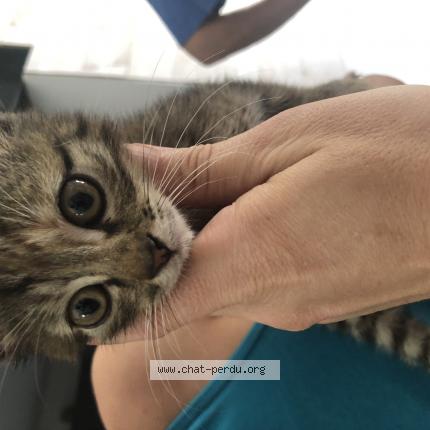 Photo 1/1 Found cat Found in Saintes