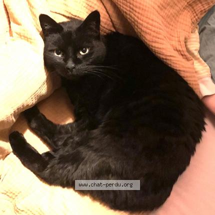 Foto 1/1 Kat teruggevonden Vermist in Bruxelles