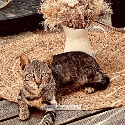 Photo 1/1 Found cat Found in Angouleme