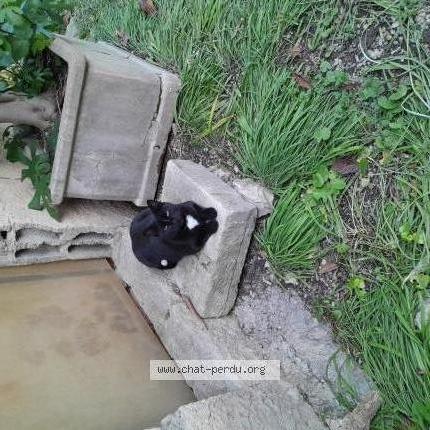 Photo 1/1 Benji Chat lost in Cavaillon