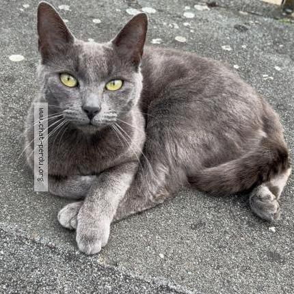 Photo 1/1 Bichette Chat lost in Mercey le grand