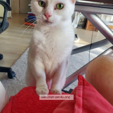 Photo 1/1 Ricotta Chat lost in Boulogne billancourt