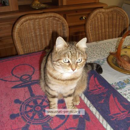 Photo 1/1 Pretty Cat Chat lost in Plovenez porzay