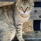 Picture of cat found at Marseille