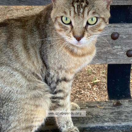 Photo 1/1 Found cat Found in Marseille