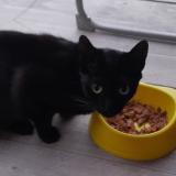 Picture of cat found at Lens