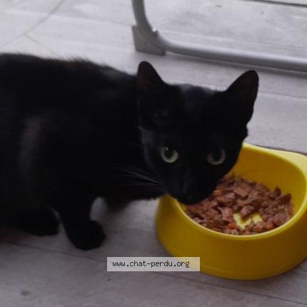 Photo 1/2 Found cat Found in Lens