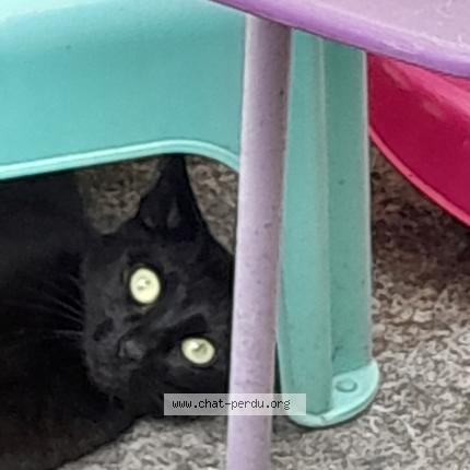 Photo 2/2 Found cat Found in Lens