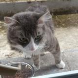 Picture of cat found at Roubaix