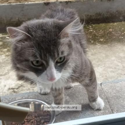 Photo 1/1 Found cat Found in Roubaix