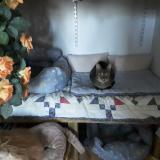 Picture of cat lost at Larnas