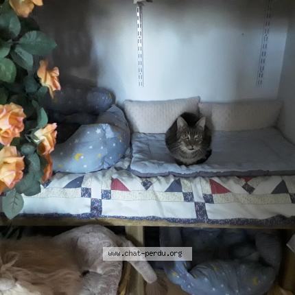 Photo 1/1 Arrow Chat lost in Larnas