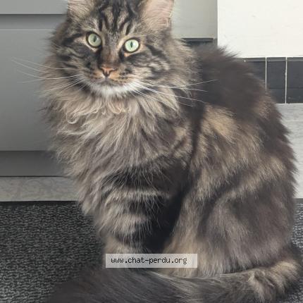 Photo 1/1 Snow Chat lost in Reims