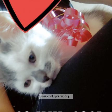 Photo 1/1 Cookie Chat lost in Sancoins