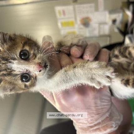 Photo 1/1 Found cat Found in Wasquehal