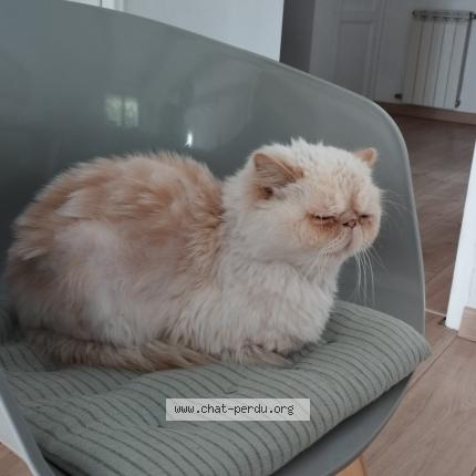 Photo 1/1 Gustave Chat lost in Marseille 14