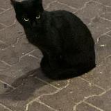 Picture of cat found at Lyon