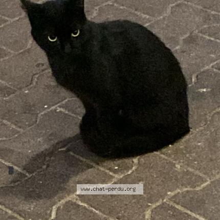 Photo 1/1 Found cat Found in Lyon