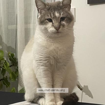 Photo 1/1 Coco Chat lost in Conflans sainte honorine