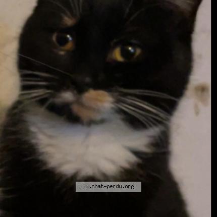 Photo 1/1 Bella Chat lost in Saint parize le chatel