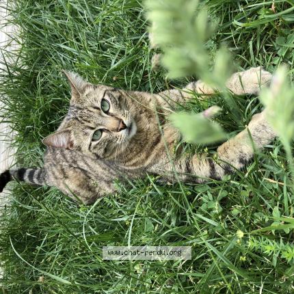 Photo 1/1 Titou Chat lost in Annecy