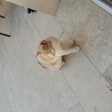 Picture of cat found at Saint Etienne De Montluc