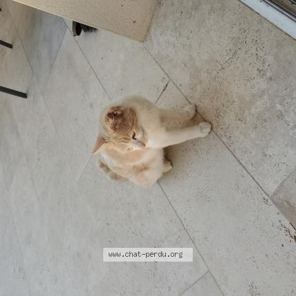 Photo 1/1 Found cat Found in Saint etienne de montluc