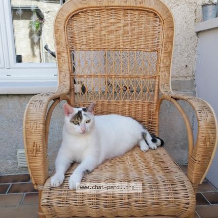 Photo 1/1 Fifou Chat lost in Reims