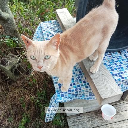 Photo 1/1 Cat reunited Lost in Caussade