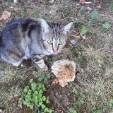 Picture of cat found at Nanterre