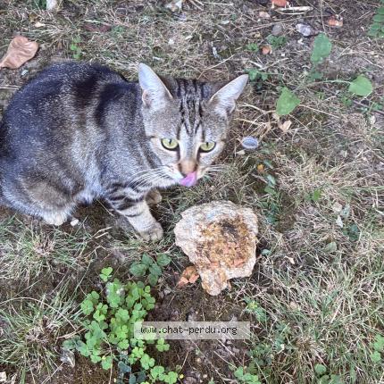 Photo 1/4 Found cat Found in Nanterre