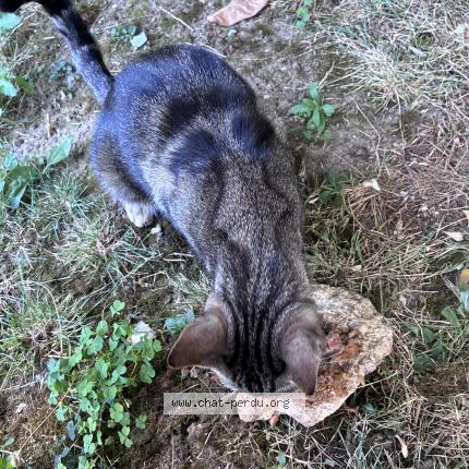 Photo 2/4 Found cat Found in Nanterre