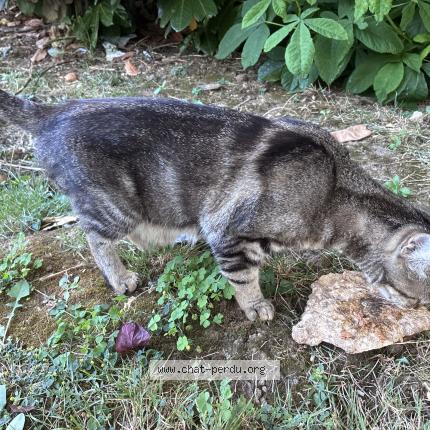 Photo 3/4 Found cat Found in Nanterre