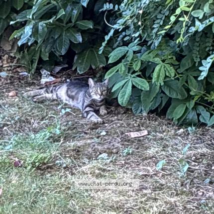 Photo 4/4 Found cat Found in Nanterre