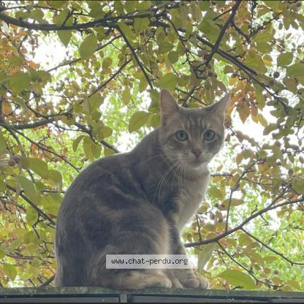 Photo 1/2 Found cat Found in Nanterre