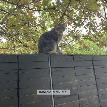 Photo 2/2 Found cat Found in Nanterre
