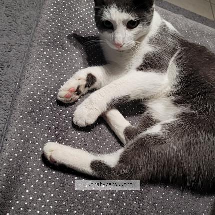 Photo 1/1 Uxo Chat lost in La chapelaude