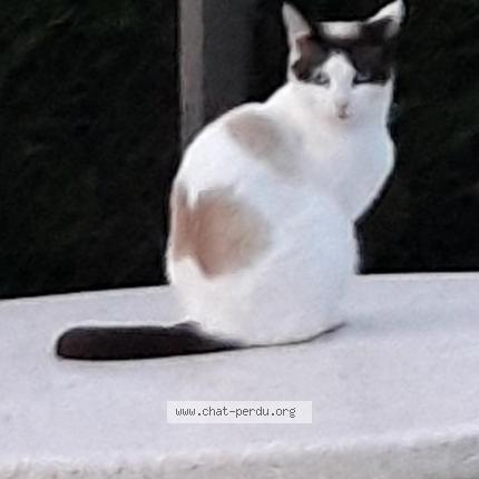 Photo 1/1 Caouette Chat lost in Les champs geraux