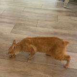 Picture of cat lost at Le Raincy