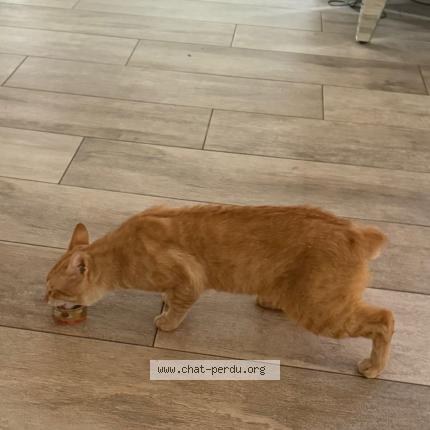 Photo 1/1 Roocky Chat lost in Le raincy