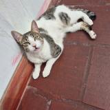 Photo of a cat found in Lima Santiago De Surco